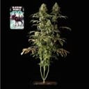 Alaskan Purple Feminised Seeds-SMAN-ALPURP-FEM