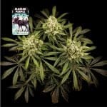 Alaskan Purple Féminisée Semences-SMAN-ALPURP-FEM