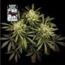 Alaskan Purple Feminised Seeds-SMAN-ALPURP-FEM