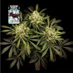 Alaskan Purple Femminizzati Semi-SMAN-ALPURP-FEM