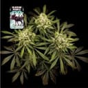 Alaskan Purple Feminised Seeds-SMAN-ALPURP-FEM