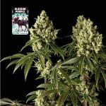 Alaskan Purple Feminised Seeds-SMAN-ALPURP-FEM