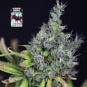 Alaskan Purple Feminised Seeds-SMAN-ALPURP-FEM