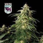 Alaskan Purple Auto феминизирани семена-SMAN-ALPURP-AUTO-FEM
