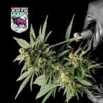 Alaskan Purple Auto Feminised Seeds-SMAN-ALPURP-AUTO-FEM