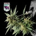 Alaskan Purple Auto Feminisiert Saatgut-SMAN-ALPURP-AUTO-FEM