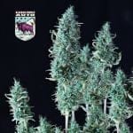 Alaskan Purple Auto феминизирани семена-SMAN-ALPURP-AUTO-FEM