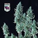 Alaskan Purple Auto Feminized Seeds-SMAN-ALPURP-AUTO-FEM
