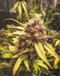 MEPH-BAM-AUTO-FEM