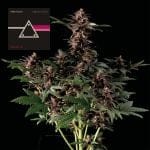 Pink Kush CBD 30:1 Auto Feminized Seeds-SMAN-PINK-CBD-AUTO-FEM