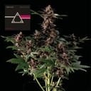 Pink Kush CBD 30:1 Auto Feminised Seeds-SMAN-PINK-CBD-AUTO-FEM