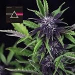 Pink Kush CBD 30:1 Auto феминизирани семена-SMAN-PINK-CBD-AUTO-FEM