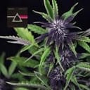 Pink Kush CBD 30:1 Auto Feminised Seeds-SMAN-PINK-CBD-AUTO-FEM