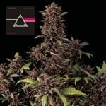 Pink Kush CBD 30:1 Auto Femminizzati Semi-SMAN-PINK-CBD-AUTO-FEM