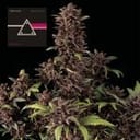 Pink Kush CBD 30:1 Auto Feminised Seeds-SMAN-PINK-CBD-AUTO-FEM