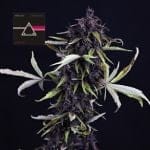 Pink Kush CBD 30:1 Auto Feminized Seeds-SMAN-PINK-CBD-AUTO-FEM