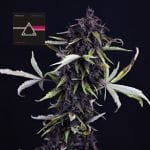 Pink Kush CBD 30:1 Auto Feminised Seeds-SMAN-PINK-CBD-AUTO-FEM