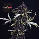 Pink Kush CBD 30:1 Auto Feminised Seeds-SMAN-PINK-CBD-AUTO-FEM