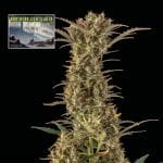 Northern Lights Auto Feminized Seeds-SMAN-NL-AUTO-FEM