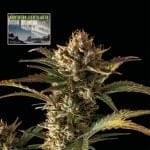 Northern Lights Auto Feminised Seeds-SMAN-NL-AUTO-FEM