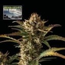 Northern Lights Auto Feminised Seeds-SMAN-NL-AUTO-FEM
