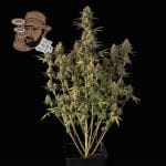 Jack Herer Auto Feminised Seeds-SMAN-JH-AUTO-FEM