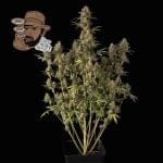 Jack Herer Auto Féminisée Semences-SMAN-JH-AUTO-FEM