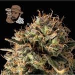 Jack Herer Auto Féminisée Semences-SMAN-JH-AUTO-FEM