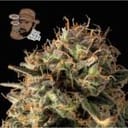 Jack Herer Auto Feminized Seeds-SMAN-JH-AUTO-FEM