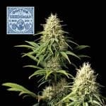 Doctor Seedsman CBD 30:1 Feminised Seeds-SMAN-DRSEEDS-CBD-FEM
