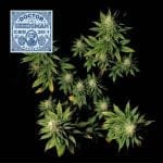 Doctor семенаman CBD 30:1 феминизирани семена-SMAN-DRSEEDS-CBD-FEM