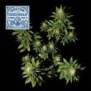 Doctor Seedsman CBD 30:1 Feminized Seeds-SMAN-DRSEEDS-CBD-FEM