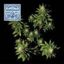 Doctor Seedsman CBD 30:1 Feminisiert Samen-SMAN-DRSEEDS-CBD-FEM