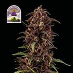 Purple Kush CBD 1:1 Auto Féminisée Semences-SMAN-PURPKU-CBD-AUTO-FEM