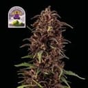 Purple Kush CBD 1:1 Auto Feminized Seeds-SMAN-PURPKU-CBD-AUTO-FEM