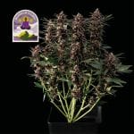 Purple Kush CBD 1:1 Auto Feminised Seeds-SMAN-PURPKU-CBD-AUTO-FEM