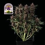 Purple Kush CBD 1:1 Auto Féminisée Semences-SMAN-PURPKU-CBD-AUTO-FEM