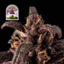 Purple Kush CBD 1:1 Auto Feminized Seeds-SMAN-PURPKU-CBD-AUTO-FEM