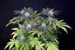 Peyote Gorilla Feminised Seeds-SMAN-PEYGOR-FEM