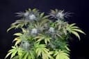 Peyote Gorilla Feminized Seeds-SMAN-PEYGOR-FEM