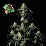 Peyote Gorilla феминизирани семена-SMAN-PEYGOR-FEM