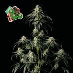 Peyote Gorilla феминизирани семена-SMAN-PEYGOR-FEM