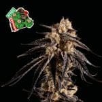 Peyote Gorilla феминизирани семена-SMAN-PEYGOR-FEM