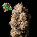 Peyote Gorilla Feminized Seeds-SMAN-PEYGOR-FEM