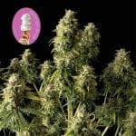 Gelat.OG Auto Feminized Seeds-SMAN-GEL-AUTO-FEM