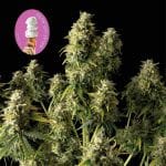 Gelat.OG Auto феминизирани семена-SMAN-GEL-AUTO-FEM