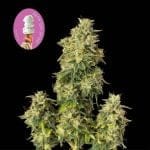 Gelat.OG Auto Feminized Seeds-SMAN-GEL-AUTO-FEM