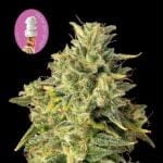 Gelat.OG Auto Femminizzati Semi-SMAN-GEL-AUTO-FEM