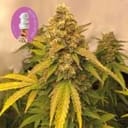 Gelat.OG Auto Feminised Seeds-SMAN-GEL-AUTO-FEM