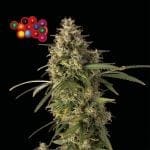 Zkittlez Auto Feminised Seeds-SMAN-ZKITT-AUTO-FEM